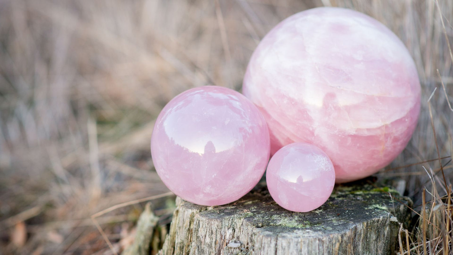 A collection of Rose Quartz Spheres on tree stump